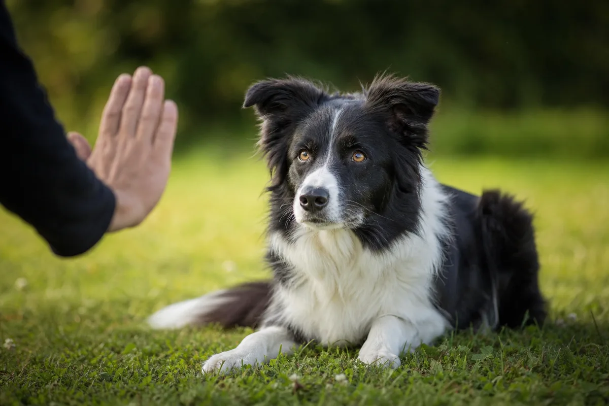 Main d'un éducateur canin donnant un signal calme à un border collie couché et attentif, exemple de communication positive homme-chien